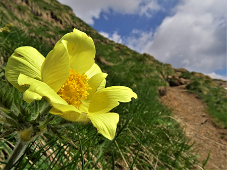 Spettacolo di fiori e marmotte sui sentieri per i Laghetti di Ponteranica – 18magg22  - FOTOGALLERY